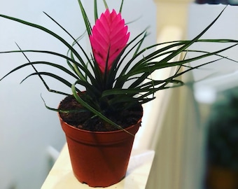 4 inch potted pink bromeliad Tillandsia air plant - east care , pink quill Bromeliad, Tillandsia cyanea, wallisea -large bloom-purple blooms