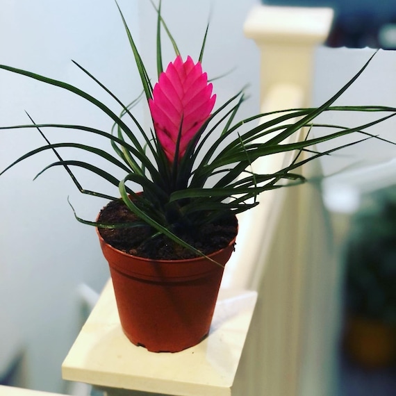 4 Inch Potted Pink Bromeliad Tillandsia Air Plant - Easy Care