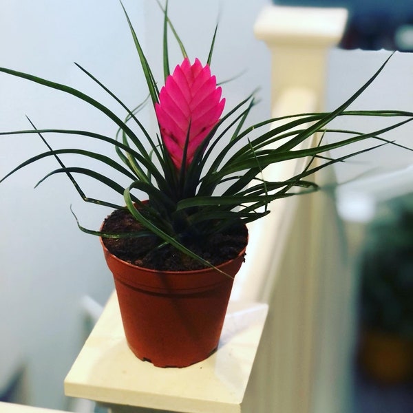 4 inch potted pink bromeliad Tillandsia air plant - east care , pink quill Bromeliad, Tillandsia cyanea, wallisea -large bloom-purple blooms