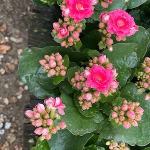 4 inch Live potted -dark pink Kalanchoe calandiva - double blooms