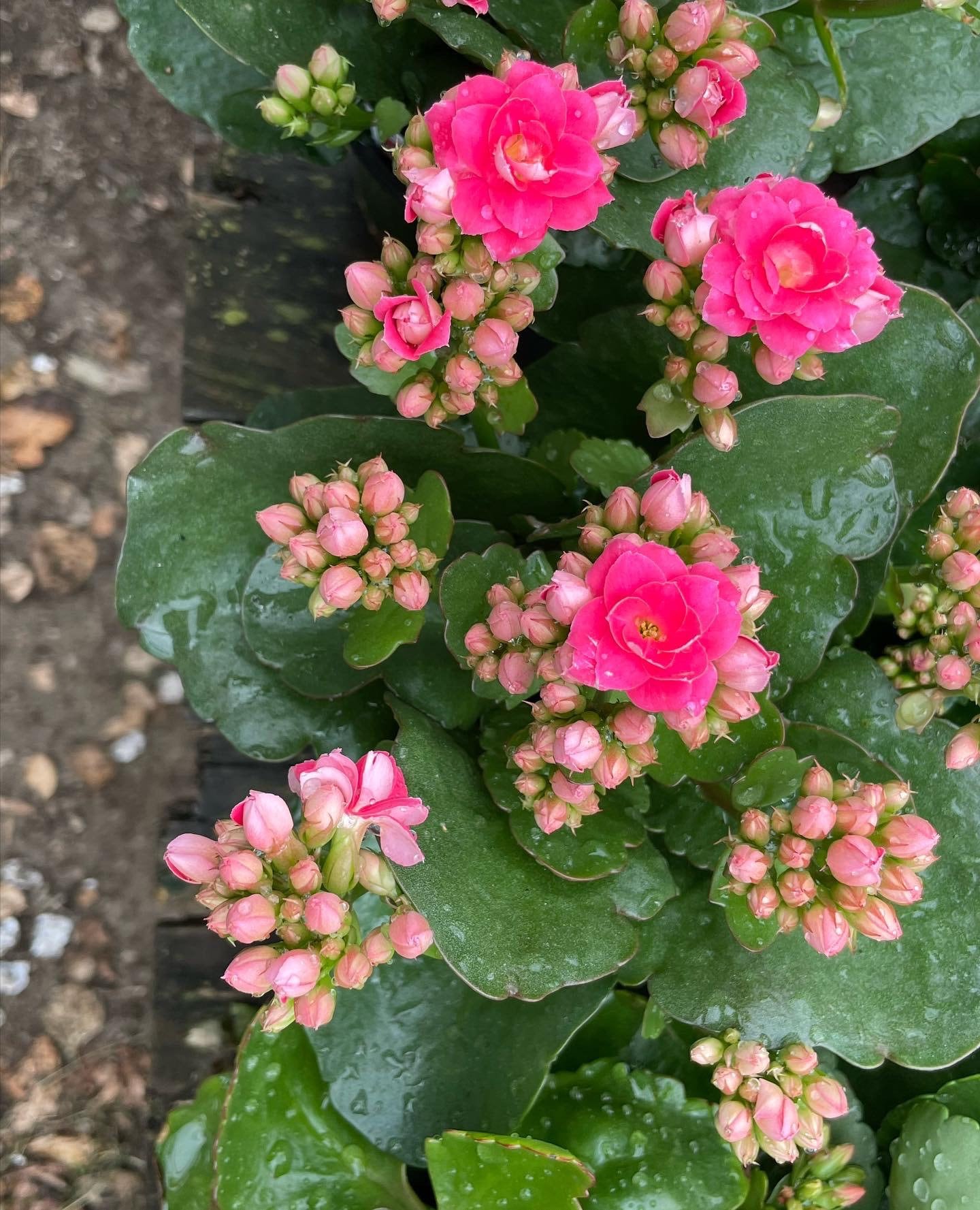 M*I様 mala KALANCHOE　ピンタックブラウス M*I様 mala KALANCHOE ピンタックブラウス