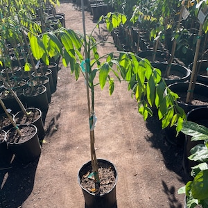 May include: A young sapling with bright green, compound leaves planted in a black plastic nursery pot. The slender, upright trunk is supported by a tall wooden stake, secured with blue plastic ties and a white tag, standing in a nursery row.