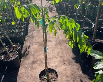 3 gallon potted exotic fruit -June plume 3ft tall tree-similar to picture