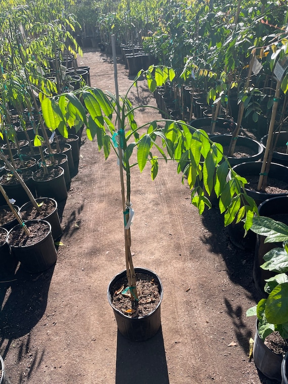 3 gallon potted exotic fruit -June plume 3ft tall tree-similar to picture