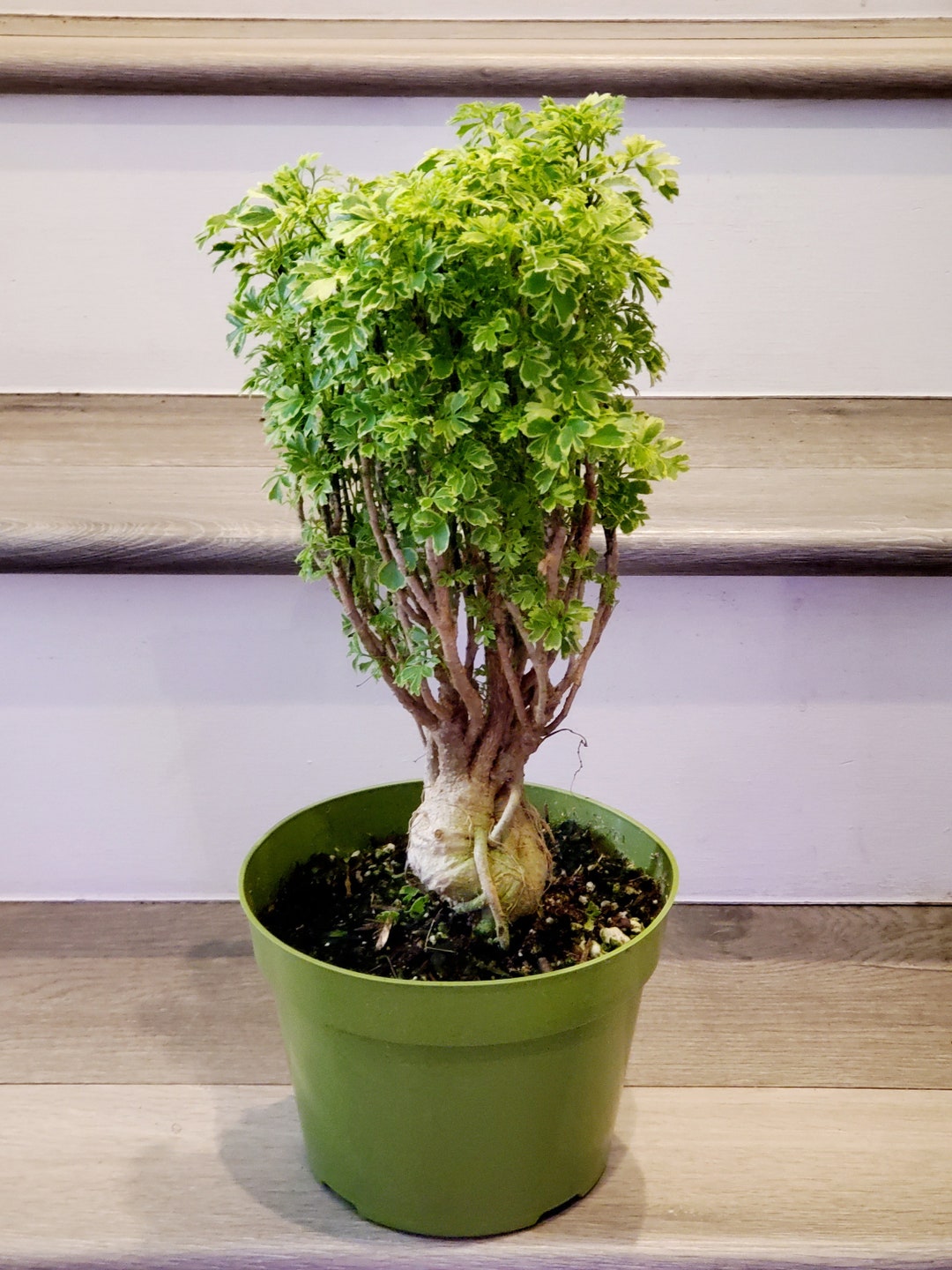 1 Ft Tall aralia Ming Gold Bonsai, Aralia Parsley Stunning Variegated