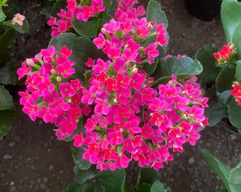 4 inch Live potted -magenta Kalanchoe blossfeldiana