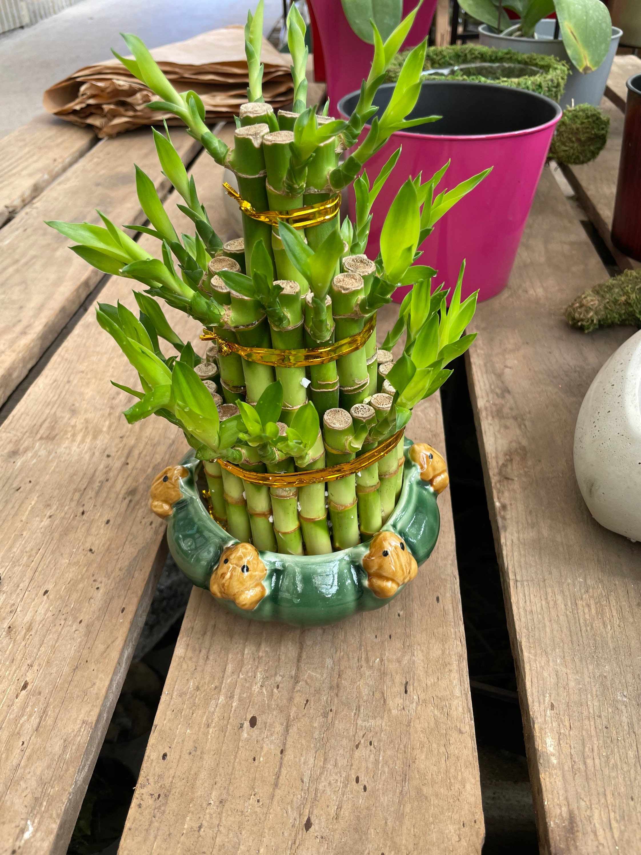 How to Create Your Own Spiral Lucky Bamboo - Laidback Gardener