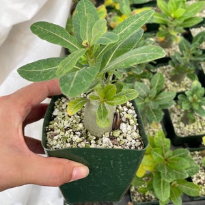 Rare large caudex variety - Adenium Arabicum - starter size