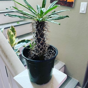 Madagascar Palm Indoor/outdoor -Succulent.-Pachypodium lamerei-white flowers -drought tolerant-easy care-multiple size options-white blooms