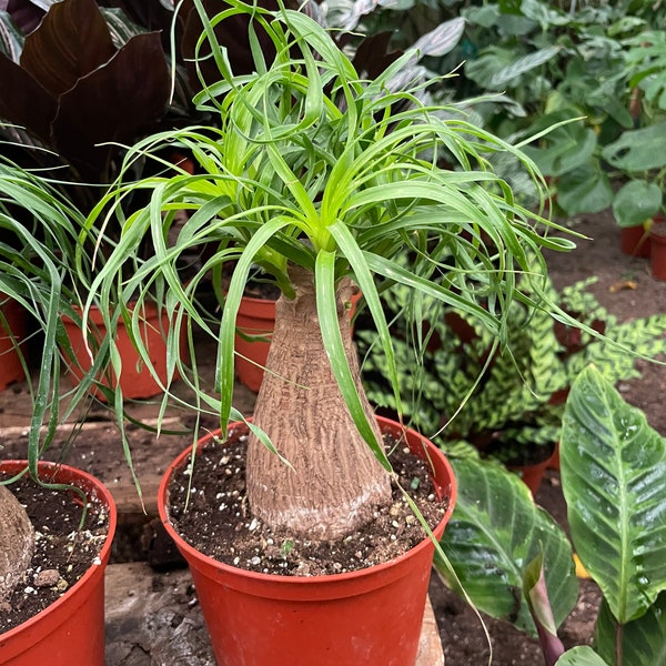 Pony Tail Palm - great for bonsai project -indoor or outdoor -low maintenance easy care-Beaucarnea recurvata -elephant foot palm