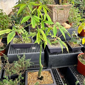 May include: A collection of potted bonsai trees in a greenhouse setting. The foreground features a young bonsai with bright green leaves and a slender trunk in a square black pot filled with small pebbles. Other bonsai trees are visible in the background.