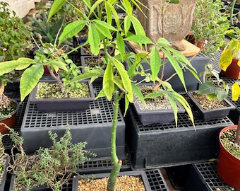 tropical house plants for sale 3" Tropical Plant Variety Bundle