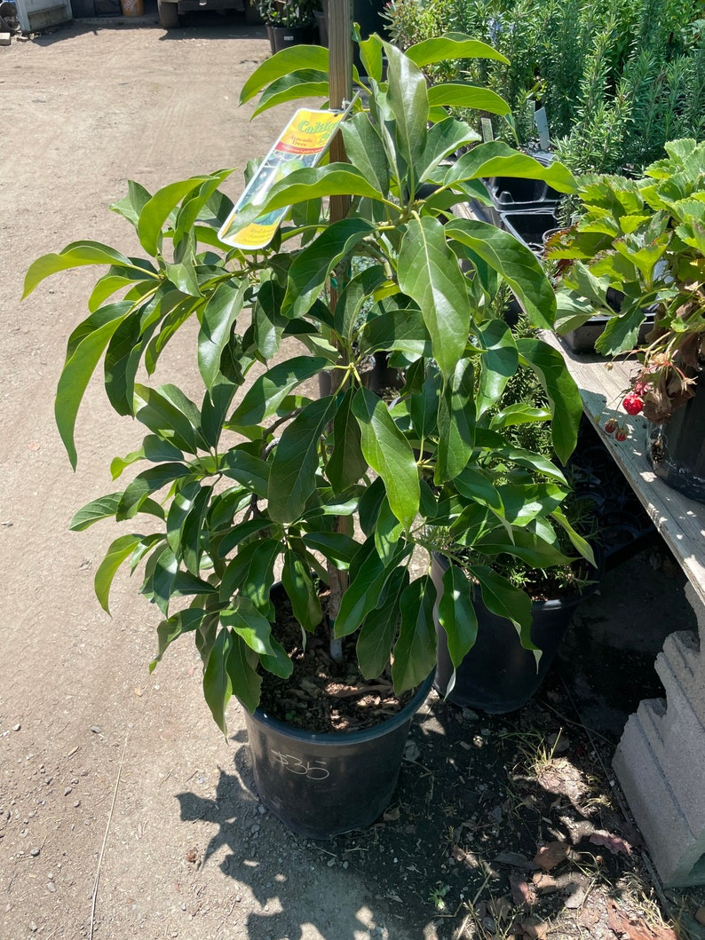 3 Gallon Jim Bacon Avocado 3 Ft Tall. Not Exact Plantthis is Just a