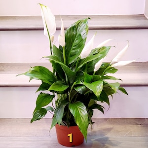 Large blooming 1ft tall -Spathiphyllum Peace Lily - Live Indoor air purifying plant-6 inch pot-similar to photo