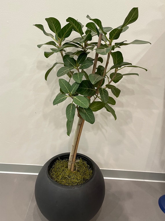 3ft - Ficus Audrey -comes With Growers Plastic Pot - Etsy