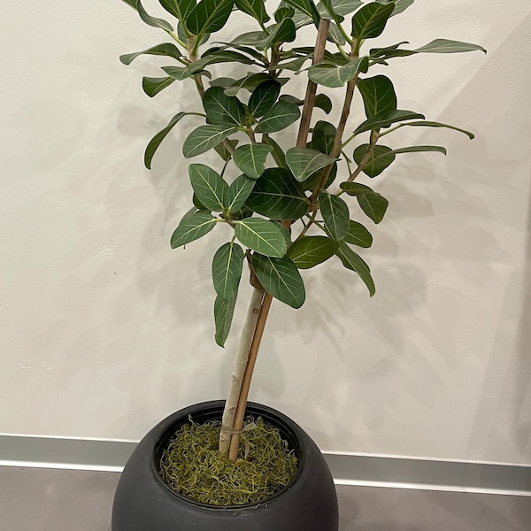 3ft  - Ficus Audrey -comes with growers plastic pot