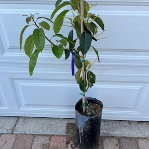 3 gallon Sir Prize  4-5 ft -not exact plant-this is just a sample please message for photos-grafted not seed grown/fruiting size