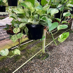8 inch pot  Marble Snow Queen Pothos similar to photo not exact