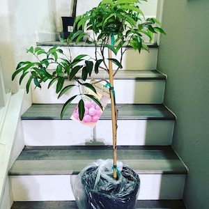 Brewster  Lychee -3 gallon potted exotic fruit -air layered -fruiting within 3-4 years. 2-3 ft based  on availability-not exact