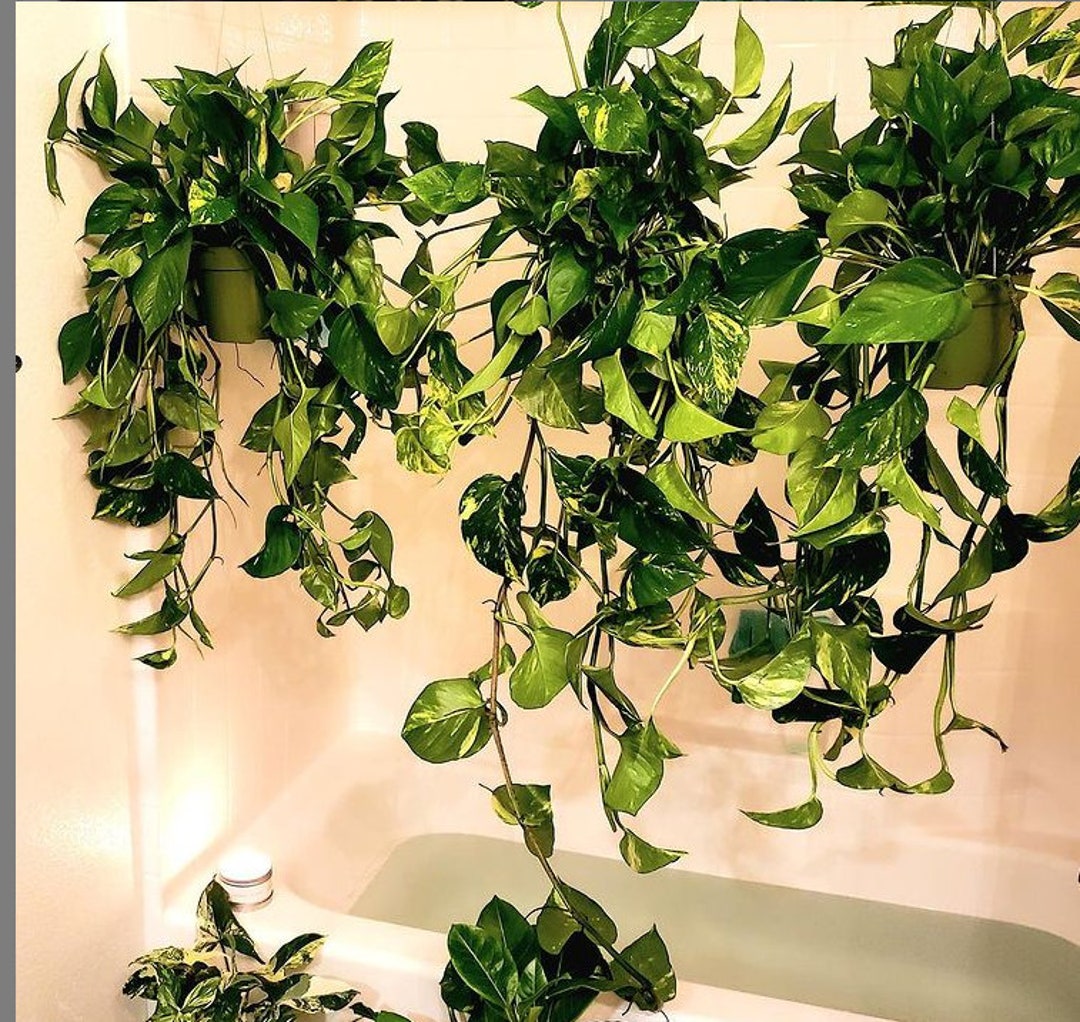 XXL -2 Ft Long Trails -golden Pothos in 6 Inch Growers Pot- Epipremnum  Aureum- Multiple Options-photo is of the XXL Option - Etsy