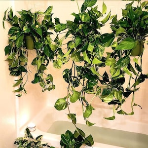 XXL -2 ft Long Trails -Golden Pothos in 6 inch growers pot- Epipremnum aureum- multiple options-photo is of the XXL option