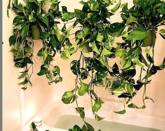 XXL -2 ft Long Trails -Golden Pothos in 6 inch growers pot- Epipremnum aureum- multiple options-photo is of the XXL option