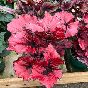 XL -6 inch potted live plant -Rex Begonia ‘Red Vibrant Variegated -Terrarium, vivarium-similar to  picture- outdoor shade - Indoor indirect