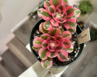 rare succulents -Aeonium Pink witch rooted 1  head - ships with pot