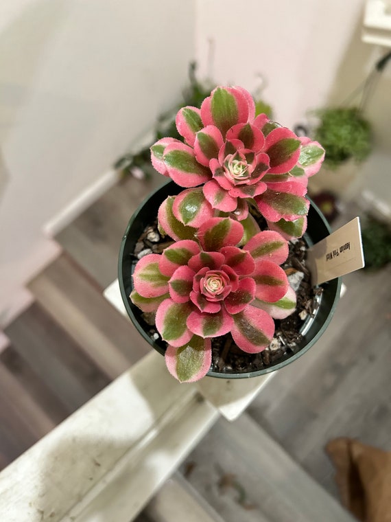 rare succulents -Aeonium Pink witch rooted 1  head - ships with pot
