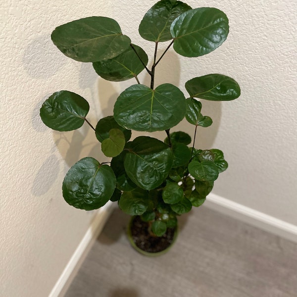 XL - 1-2 pies de alto en maceta de 6 pulgadas - Aralia 'Fabian'Polyscias Planta de interior o exterior - moderna de mediados de siglo, bonsái