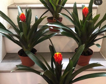 6 inch Pot -1ft tall Guzmania Tala Bromeliad- hard to find, easy care . Similar to photo not exact