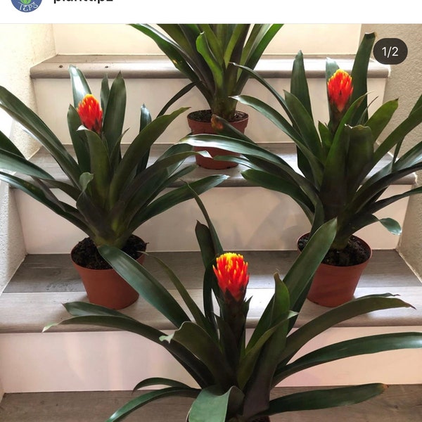 6 inch Pot -1ft tall Guzmania Tala Bromeliad- hard to find, easy care . Similar to photo not exact