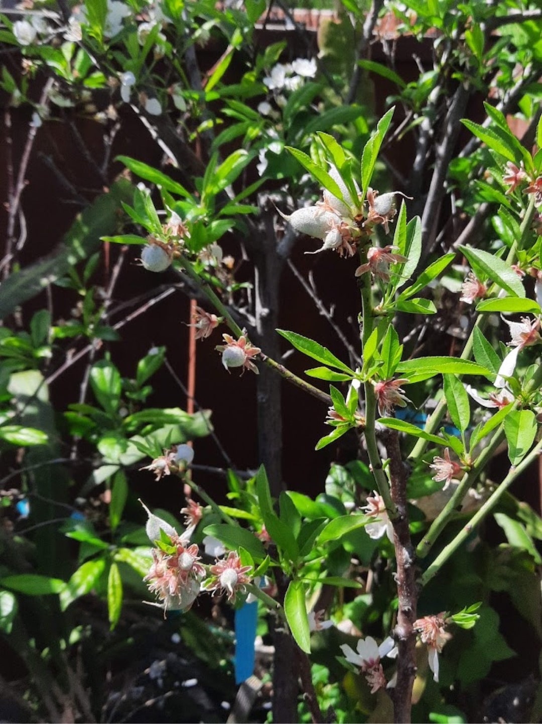 4-5 Ft Ultra Dwarf Ambrosia Apple - Etsy