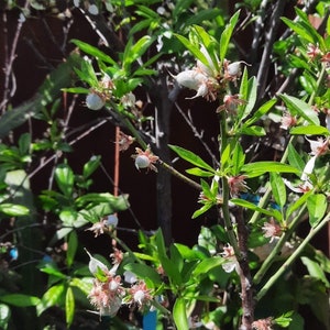 4-5 ft Semi dwarf snow queen nectarine 5 gallon pot - fruiting size grafted
