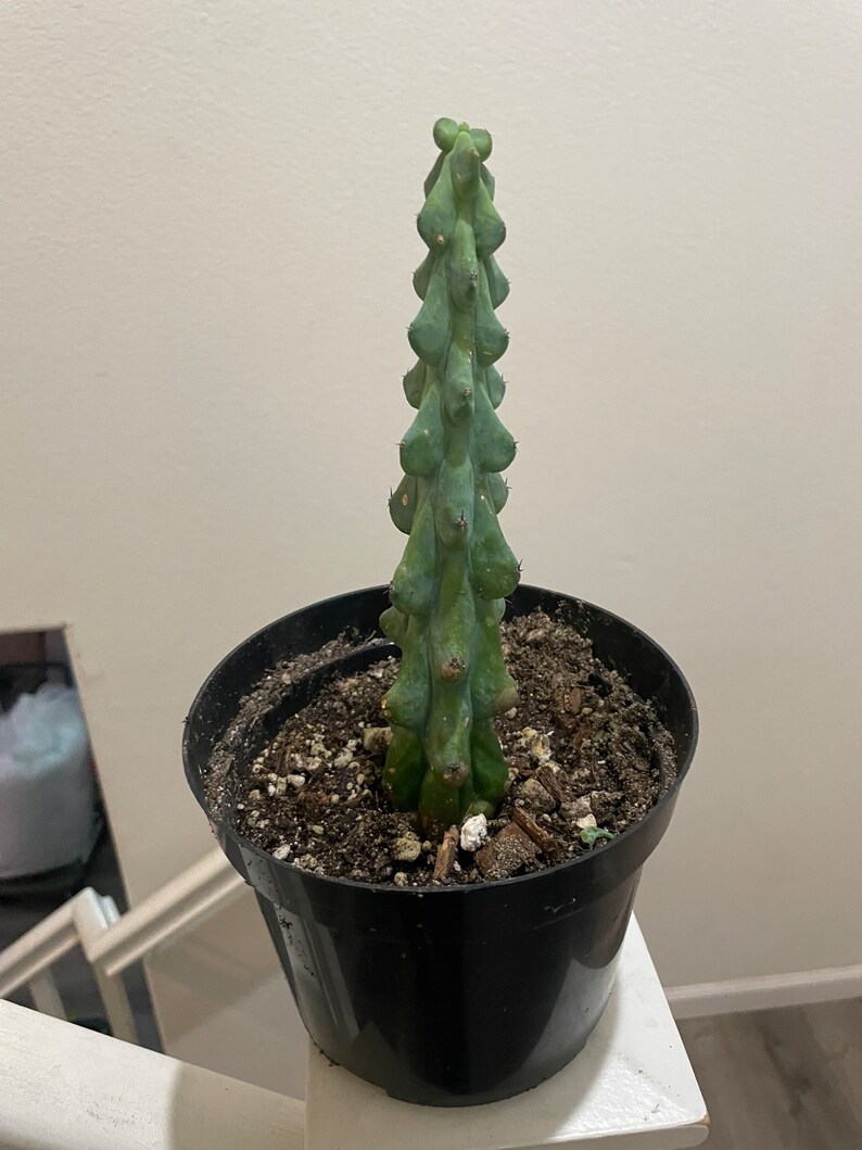 XXL 18 Inches Tall Boob/ Christmas Tree Cactus Exact Plant ships in