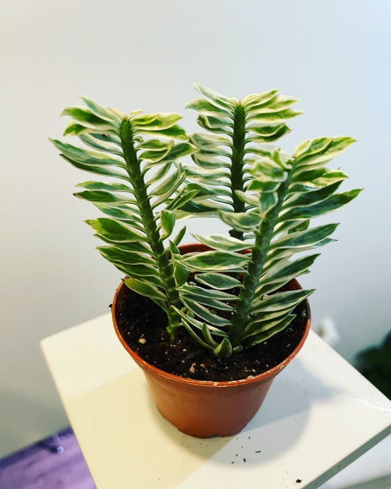 Dwarf Variegated Pedilanthus Tithymaloides, Devils Backbone Succulent Plant  3 Inch Pot 3 Plants in Pot - Etsy Finland