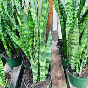 XXXL available- multiple options:   1ft to 3ft tall  -Sansevieria trifasciata Green - Bowstring Hemp, Snake Plant, Mother-In-Law's Tongue