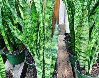 XXXL available- multiple options:   1ft to 3ft tall  -Sansevieria trifasciata Green - Bowstring Hemp, Snake Plant, Mother-In-Law&#39;s Tongue