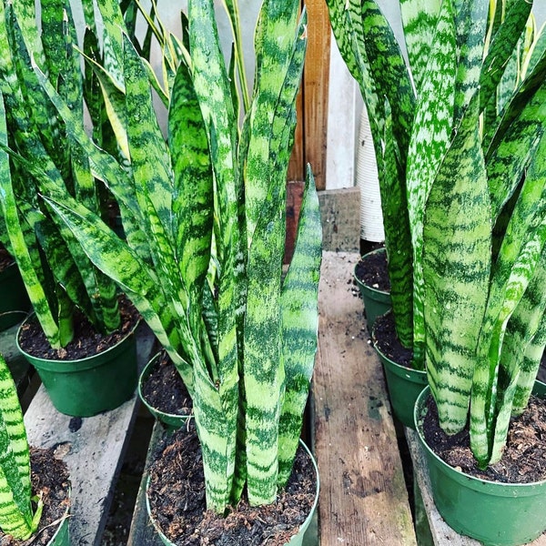 8 inch pot -1.5 to 2ft tall   -Sansevieria trifasciata Green - Bowstring Hemp, Snake Plant, Mother-In-Law's Tongue-similar not exact