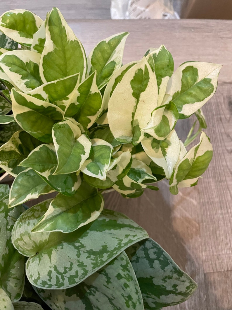 Pothos Starter Kit Bundles -3,5,7 4 Inch Potted Live Pothos Plants in ...