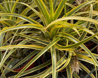 XL -6 inch pot Pink blooms- variegated bromeliad ! Yellow Green - multiple plants per pot- long lasting color - indoors /outdoors