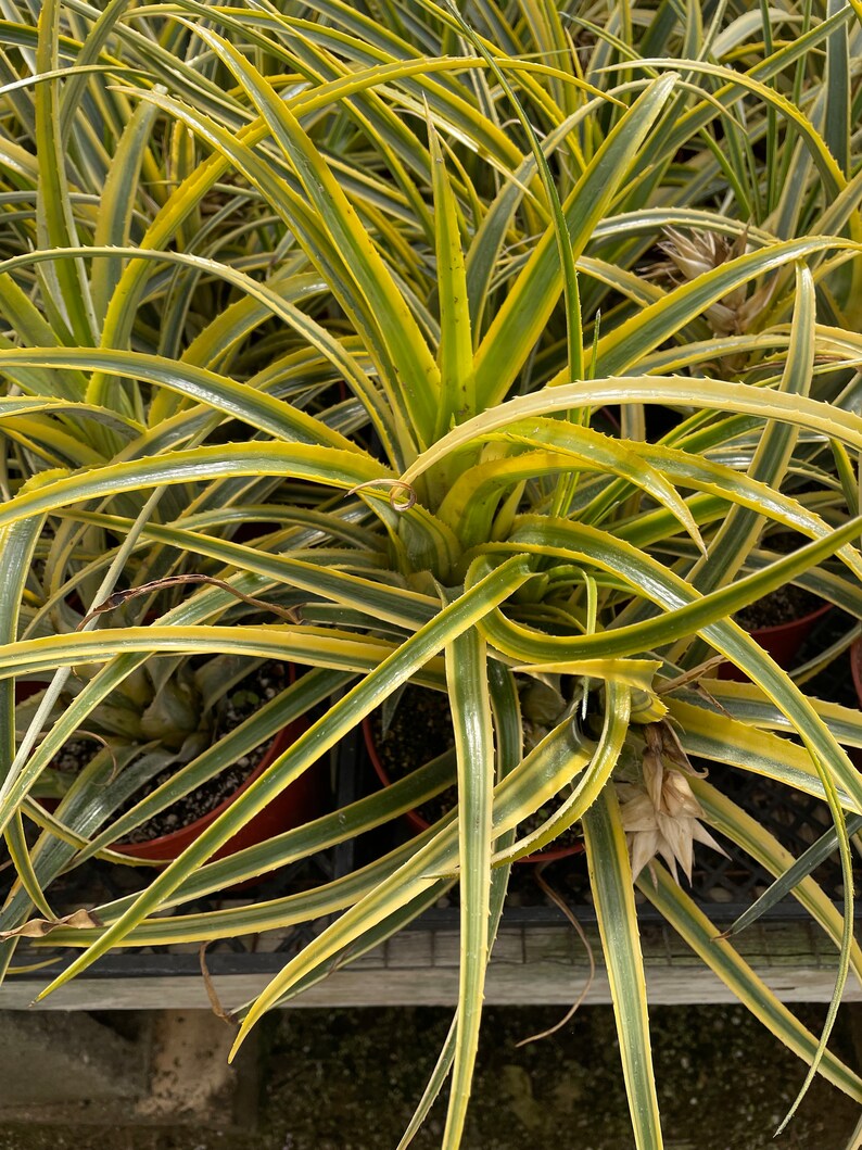 XL -6 Inch Pot Pink Blooms- Variegated Bromeliad ! Yellow Green ...