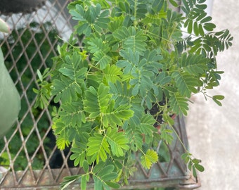 4"  potted live sensitive plants , leaves closed when touched. Mimosa pudica -keep moist-plant will open and close.