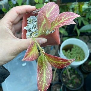 Prestress red -Hoya sunrise- similar to photo not   exact plant -3 inch pot . Prestress will have red leaves !  Hard to find