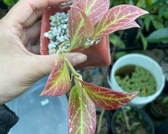 Prestress red -Hoya sunrise- similar to photo not   exact plant -3 inch pot . Prestress will have red leaves !  Hard to find