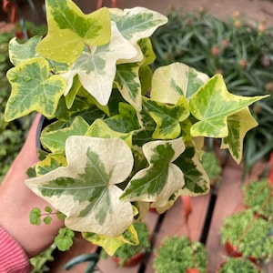 4 inch english yellow and white variegated ivy-hard to find live plant comes in growers pot-variegation can vary image 1