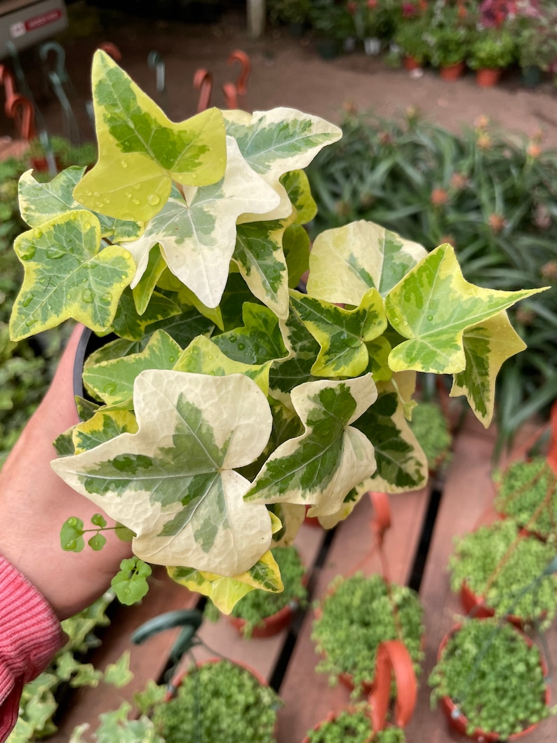 4 inch english yellow and white variegated ivy-hard to find live plant comes in growers pot-variegation can vary image 1