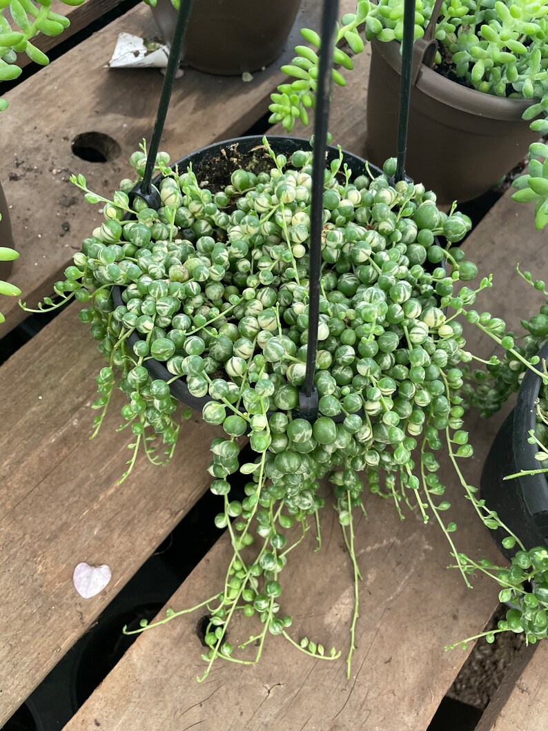 6 inch potted - starting trailing variegated string of pearls-not exact plant- dry out before watering . Needs bright filtered light