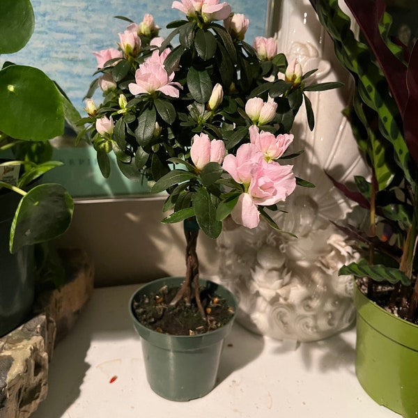 Pre Bonsai - Etsy