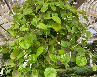 XL 6 inch potted a-glossy green creeping Charlie  Vine- indoors/outdoors-easy care-round succulent like leaves- Swedish Ivy-plectranthus